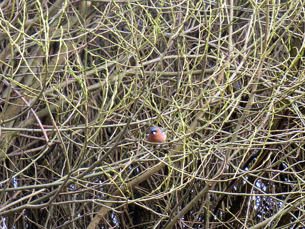 зяблик в сетях)