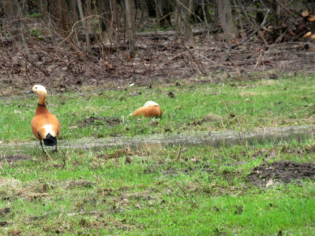 пасутся огари