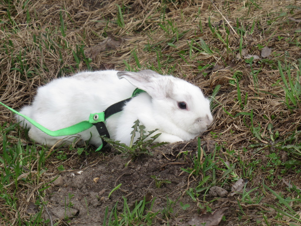 прогулка с Бусинкой