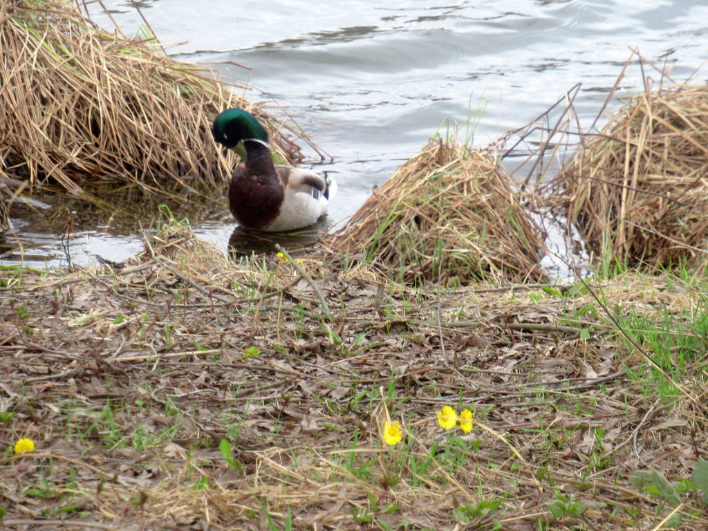 с цветочками