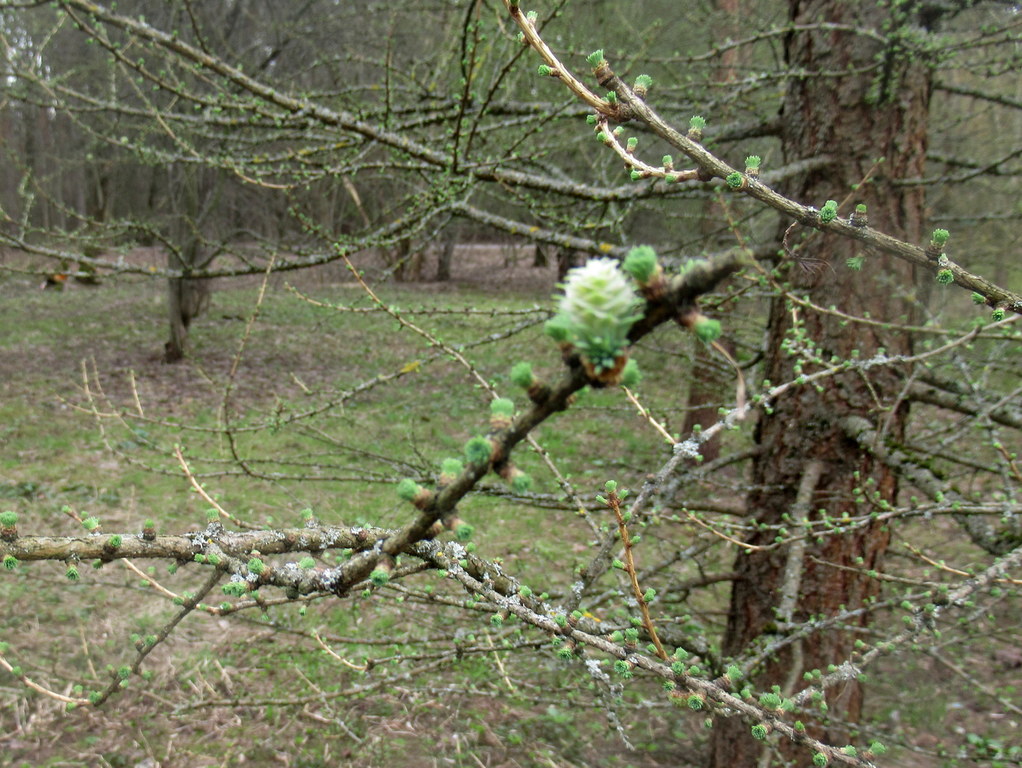 молодые шишки-розочки на лиственнице 