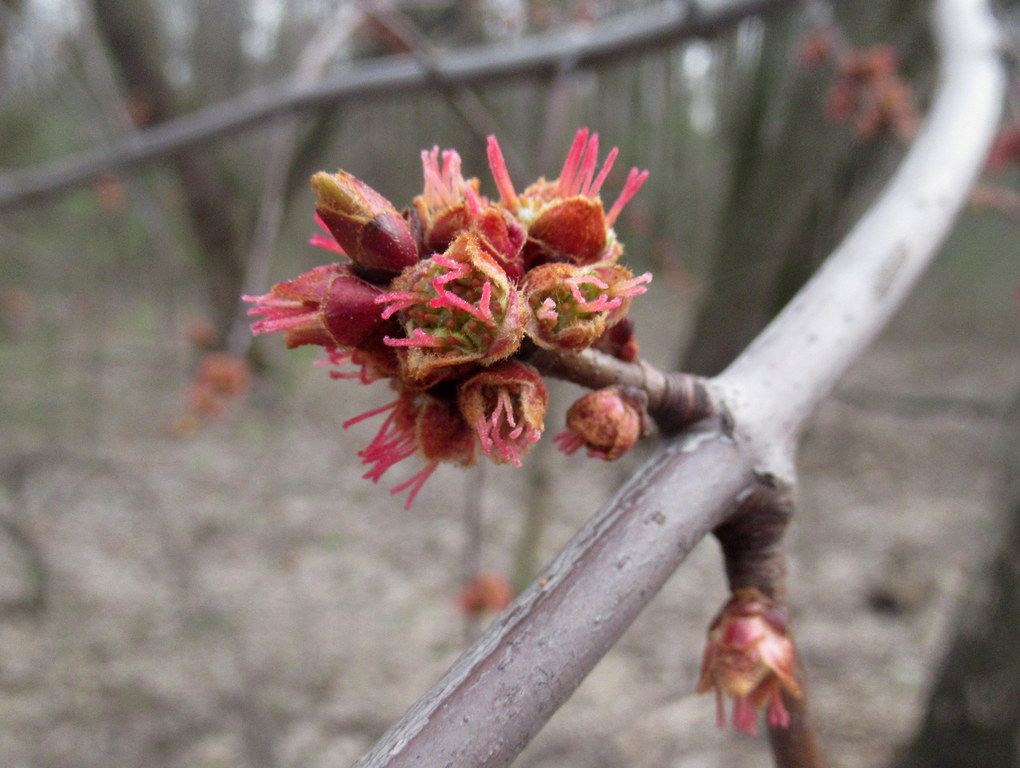 клён серебристый цветёт