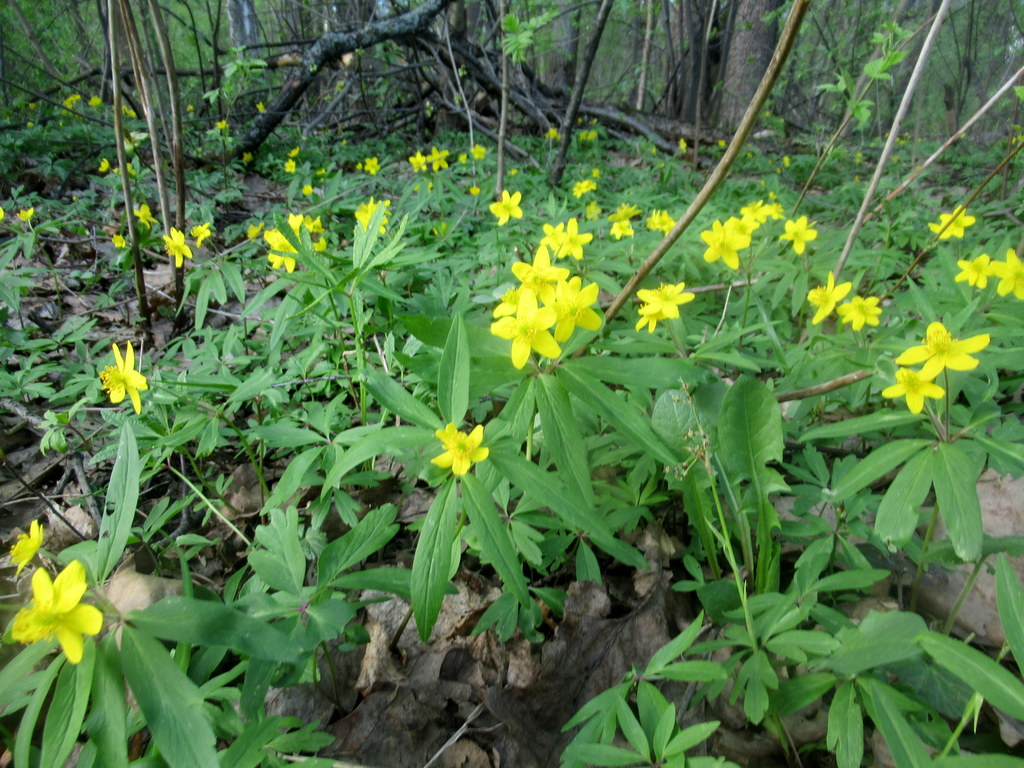 лесные цветики