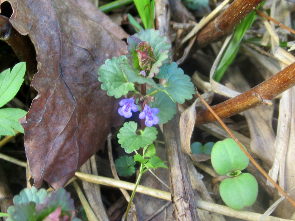 будра плющевидная расцвела
