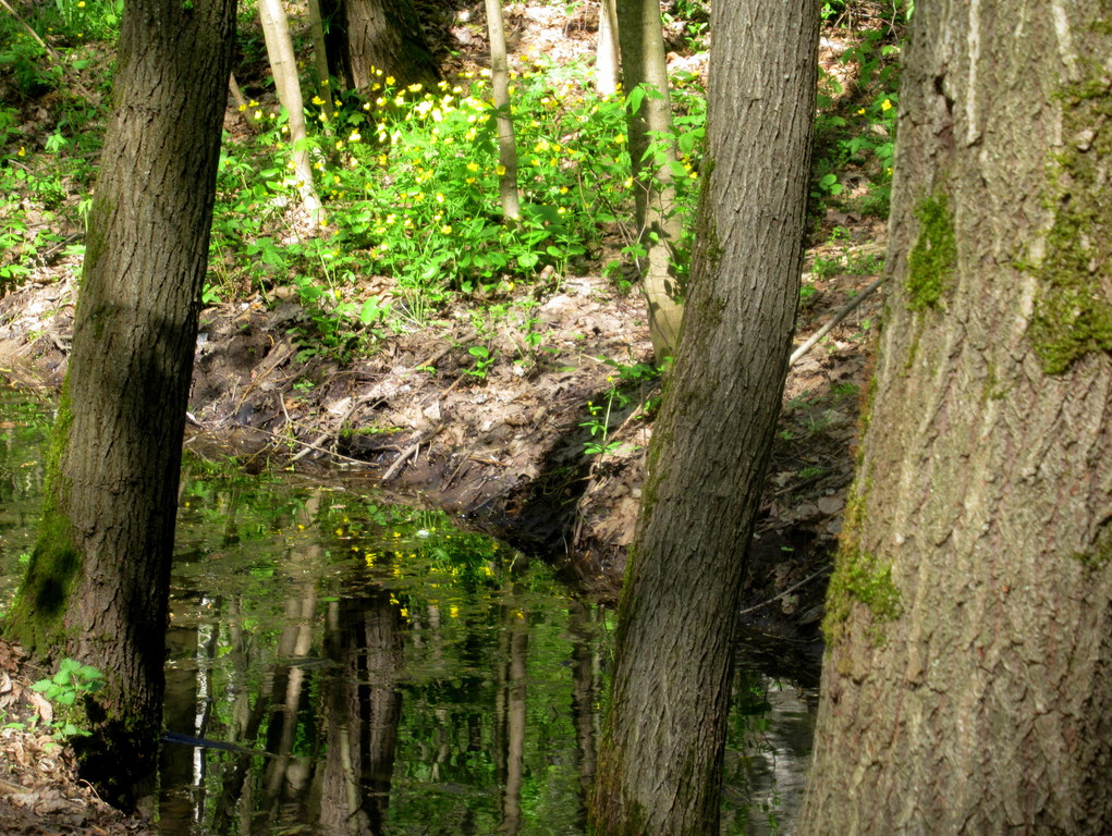 желтые цветы