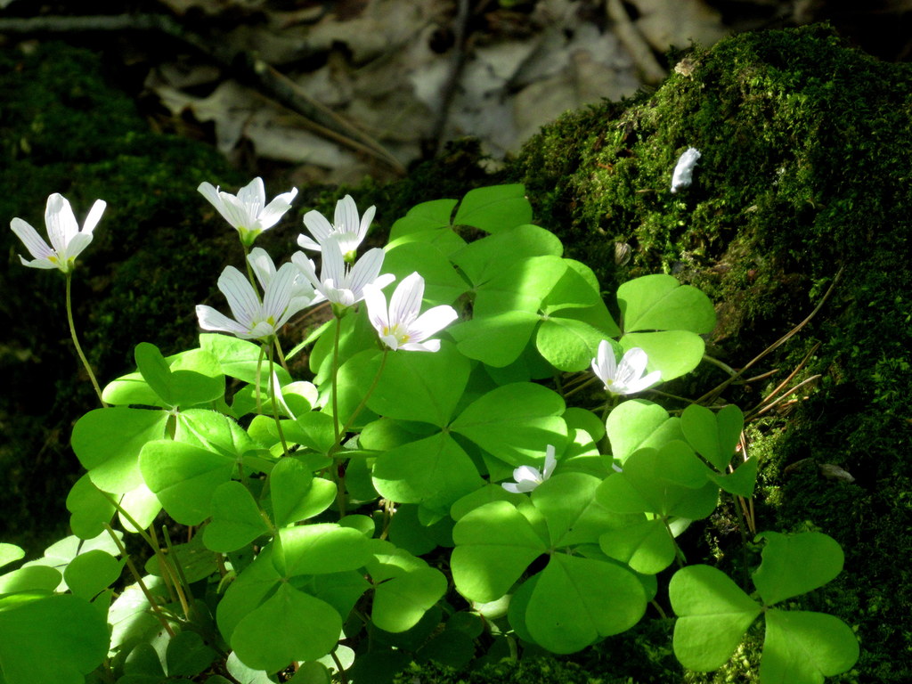 кислица на пне