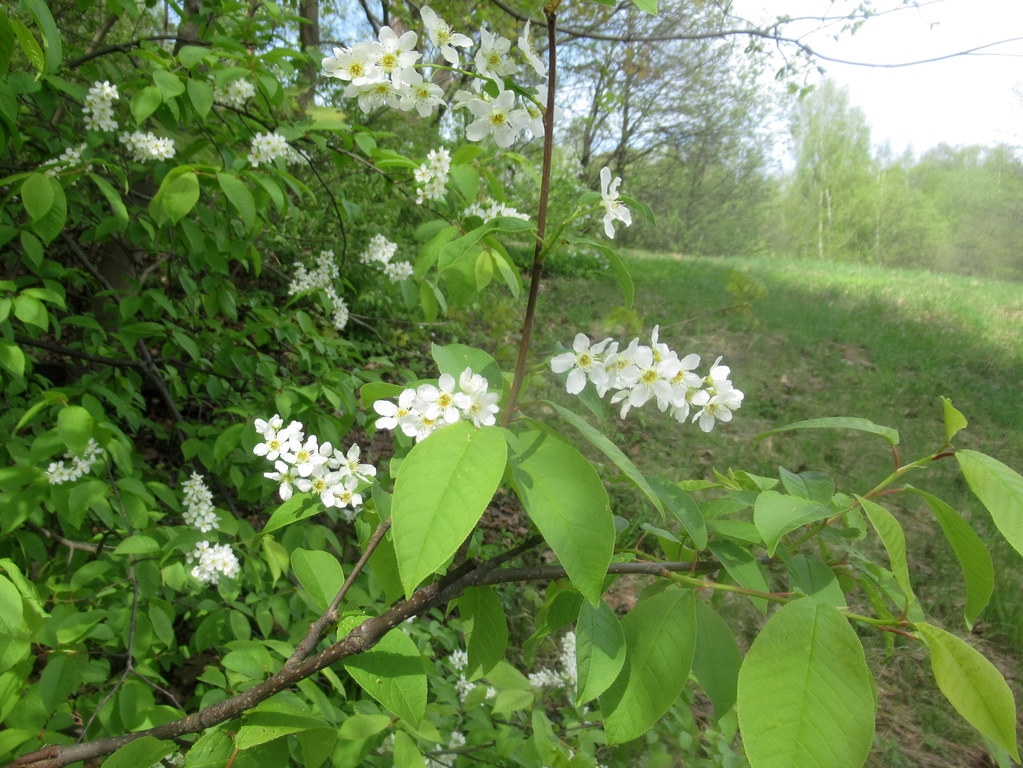 пейзаж с черемухой