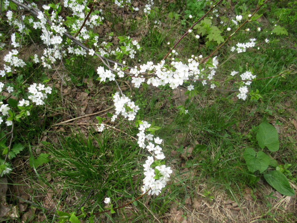 дикая слива