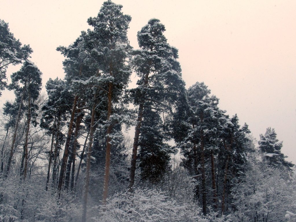 Припорошило