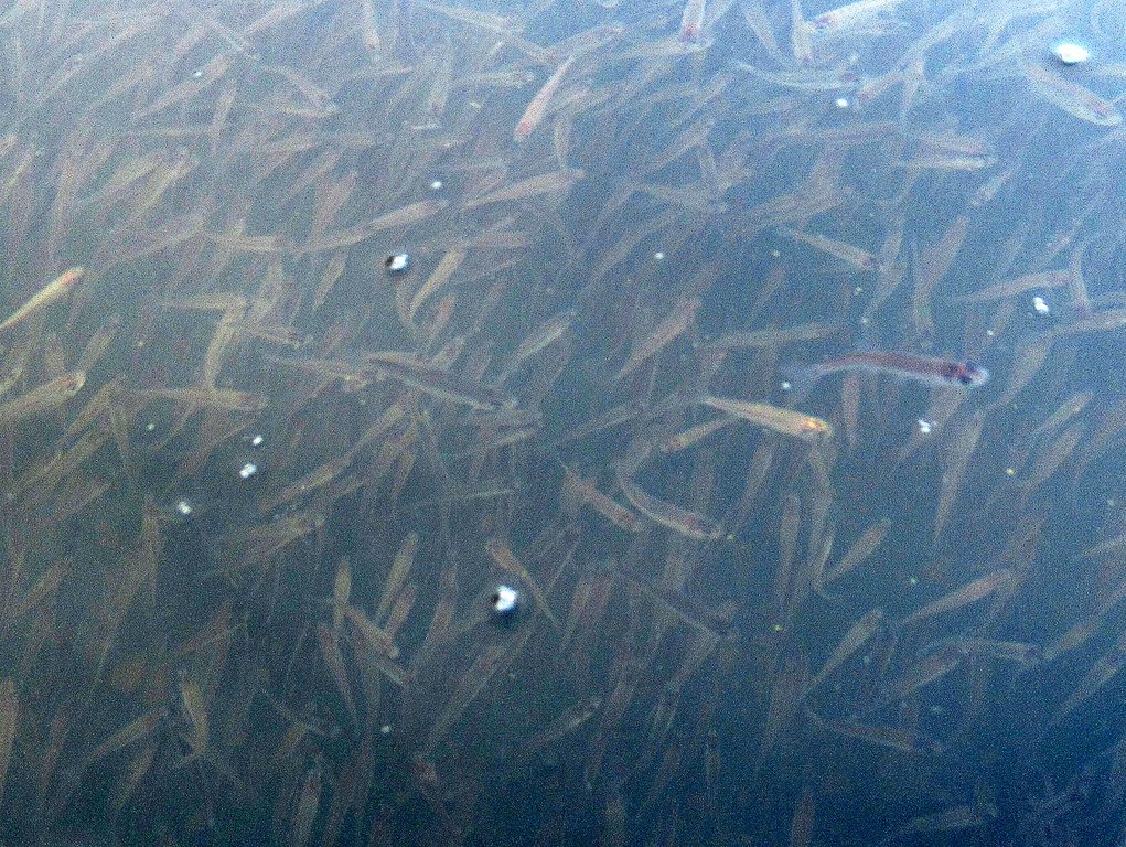 мальки подо льдом