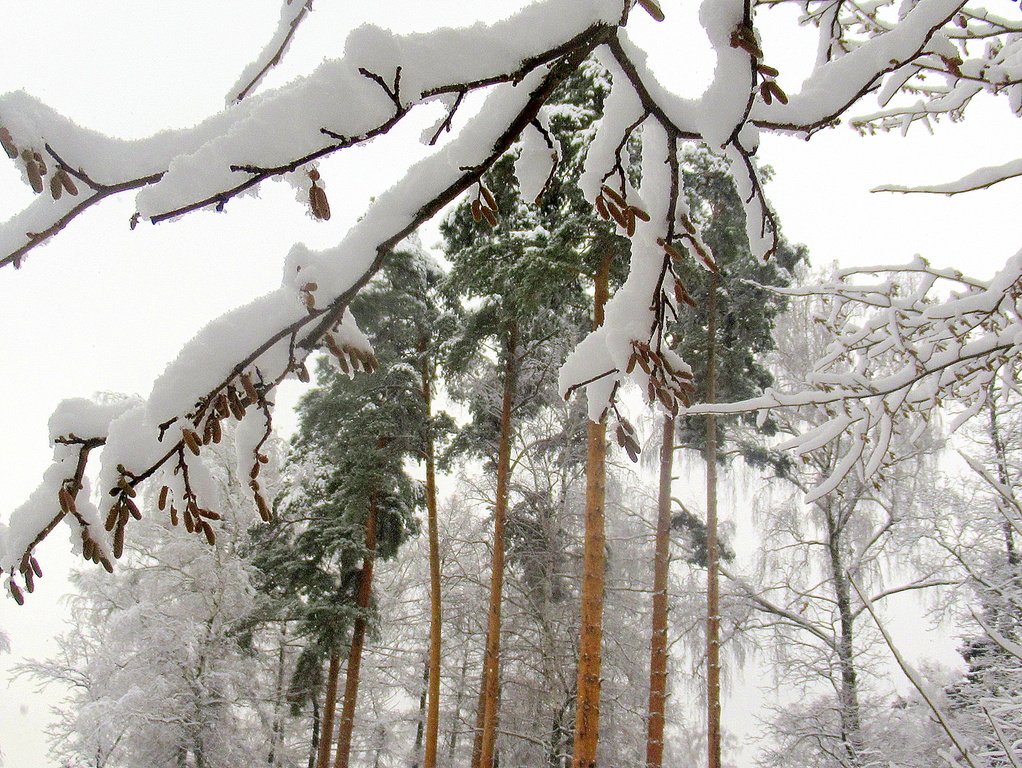 лещина и сосны
