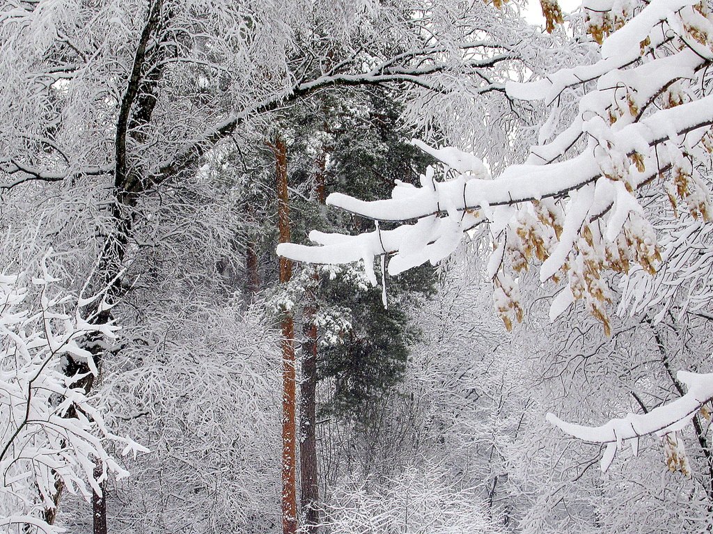 зимняя сказка