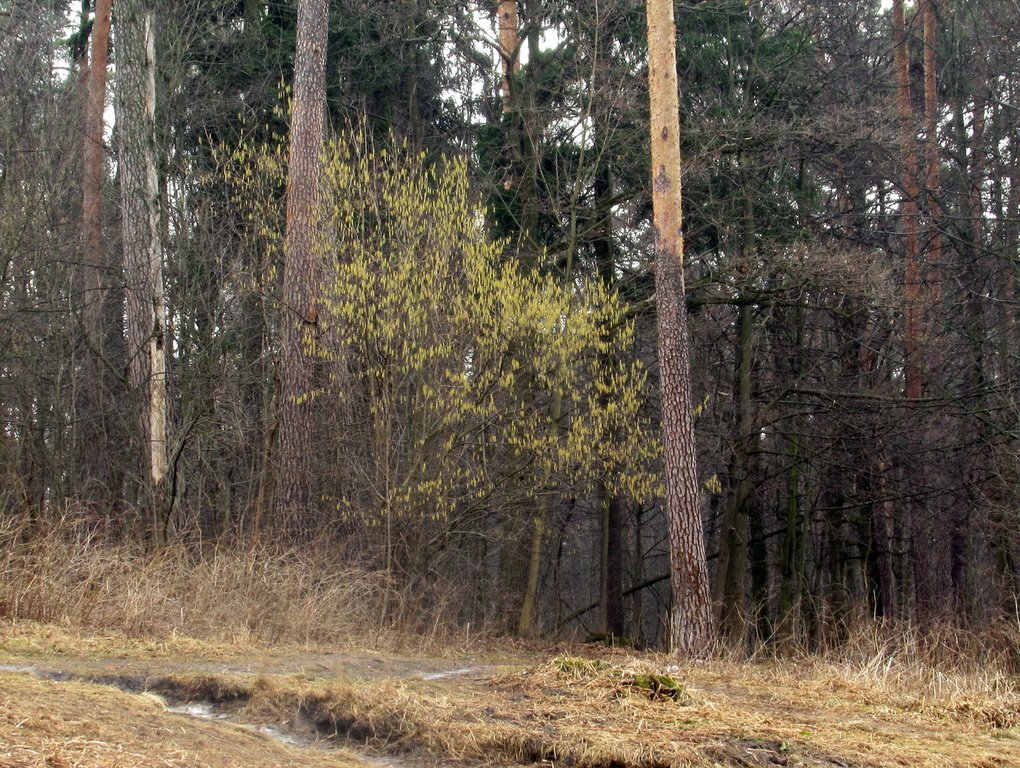 лес оживает