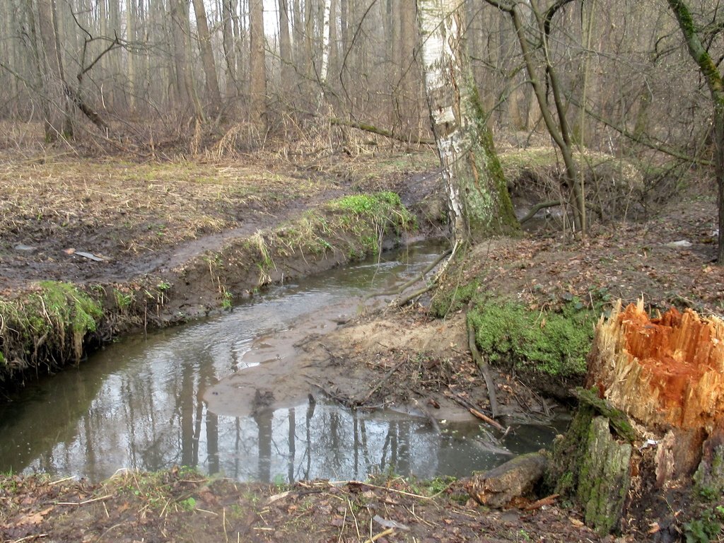 вдоль апрельского ручья