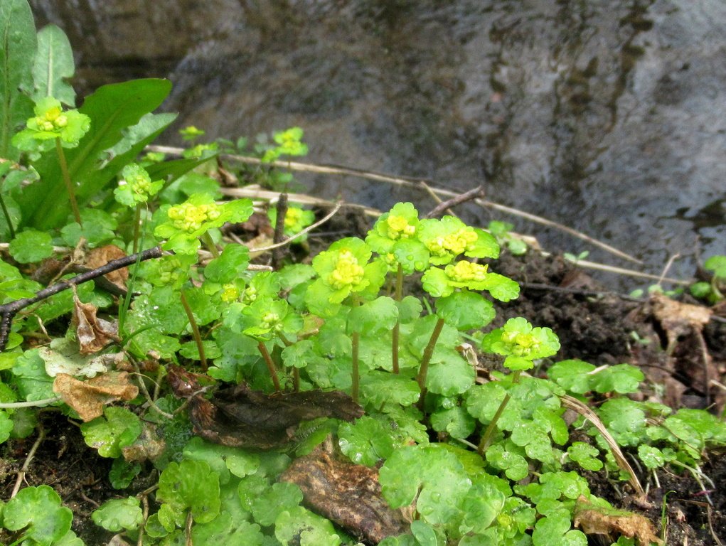  селезёночник