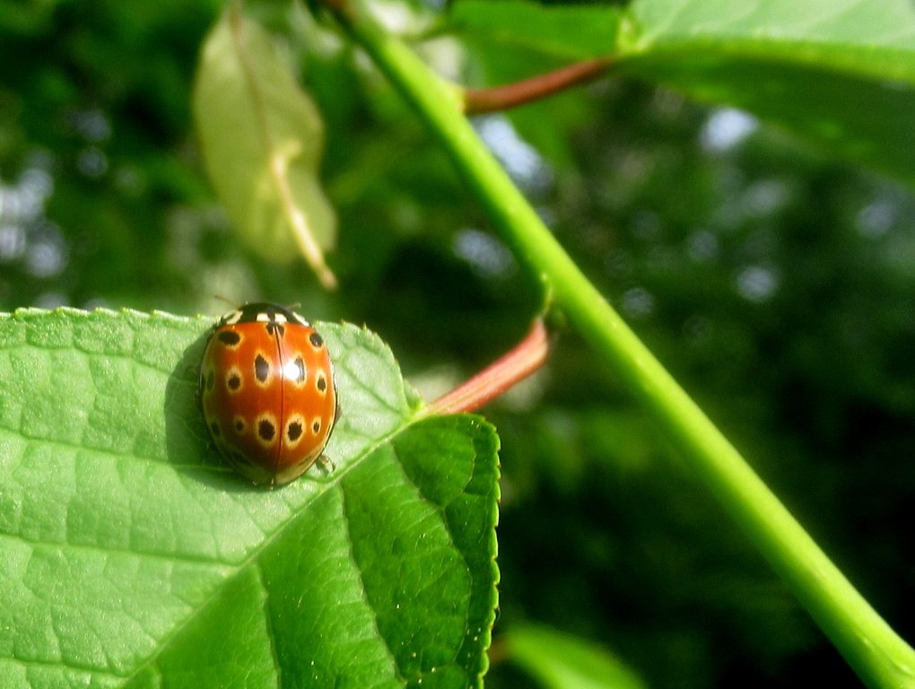 на  листке  черемухи - коровка глазчатая