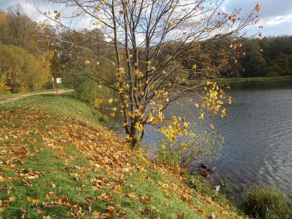 клён ты мой... еще в листочках)