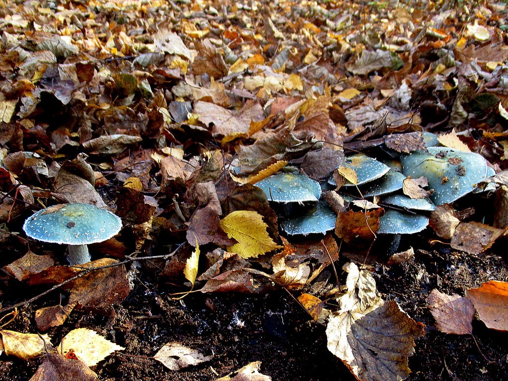 бирюза-малахиты-изумруды)  грибного царства