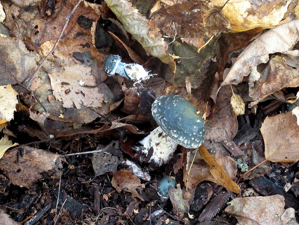 строфария сине-зеленая