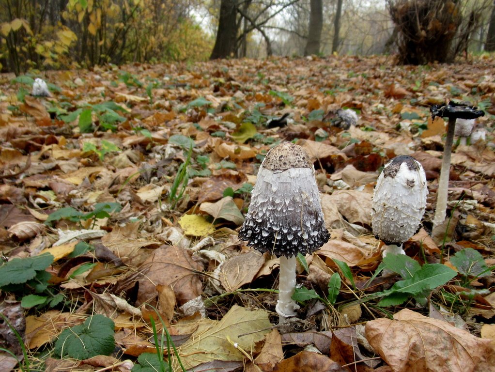 трое) вышли из леса...