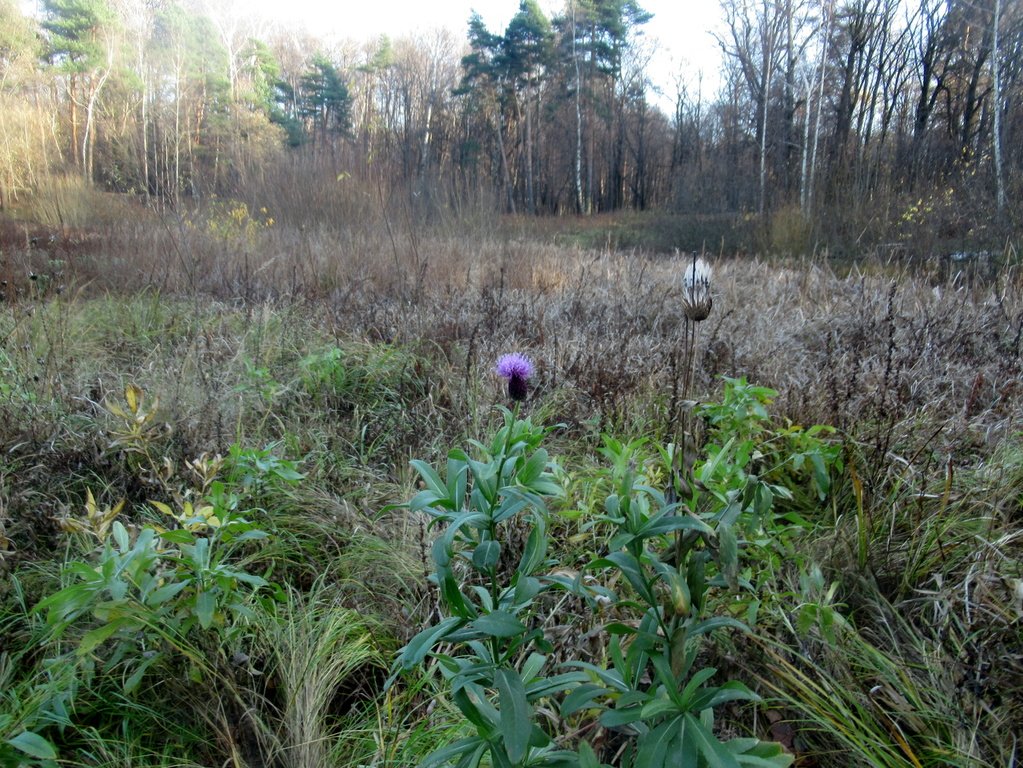 на дне) Оленьего пруда