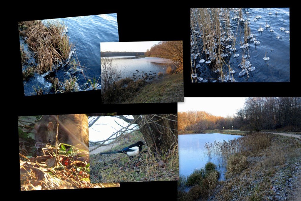 Иней, 1й ледок и живность на Лебедянском пруду 21 ноября