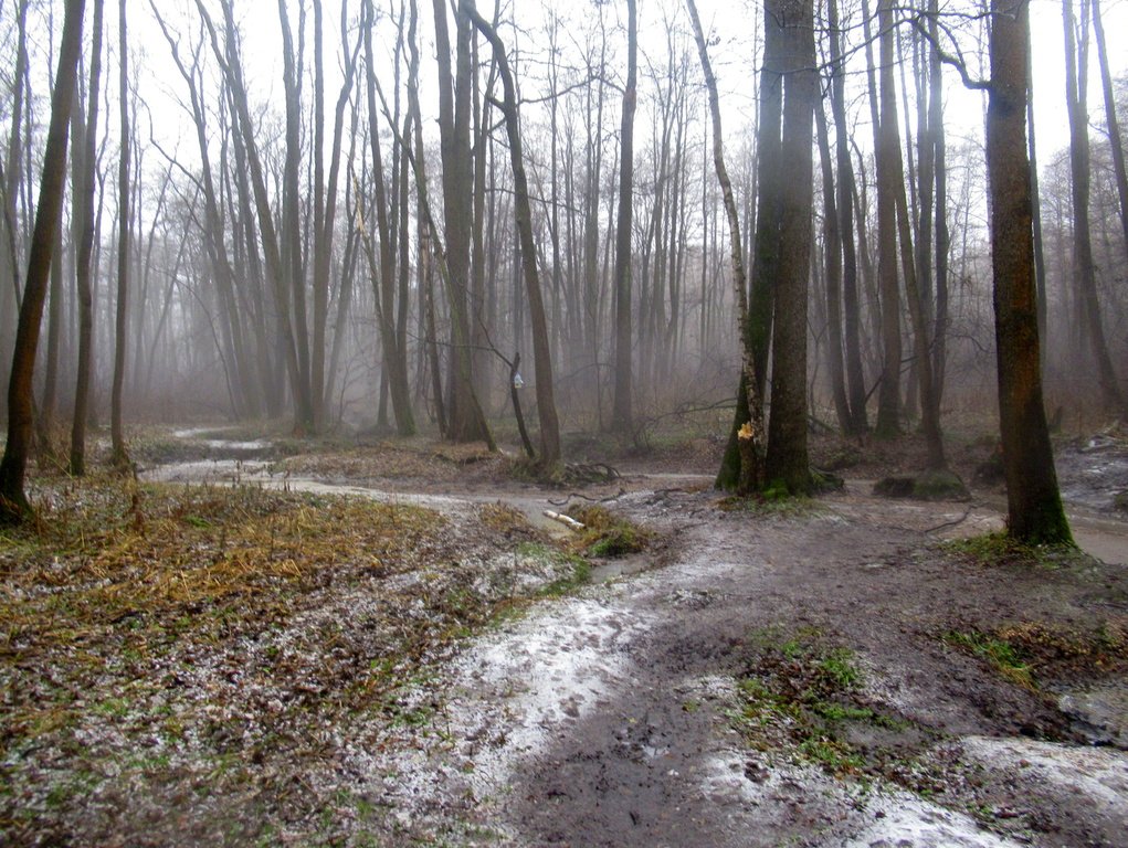 туман на ручье