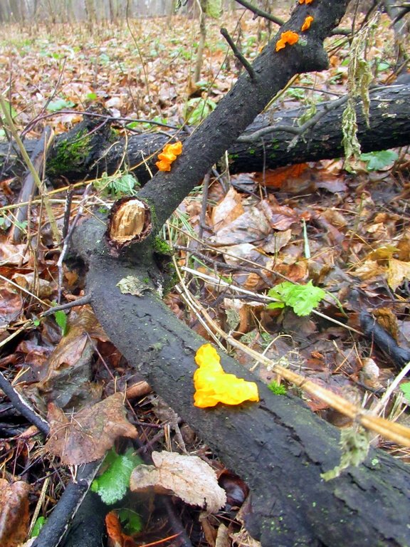 дрожалка оранжевая