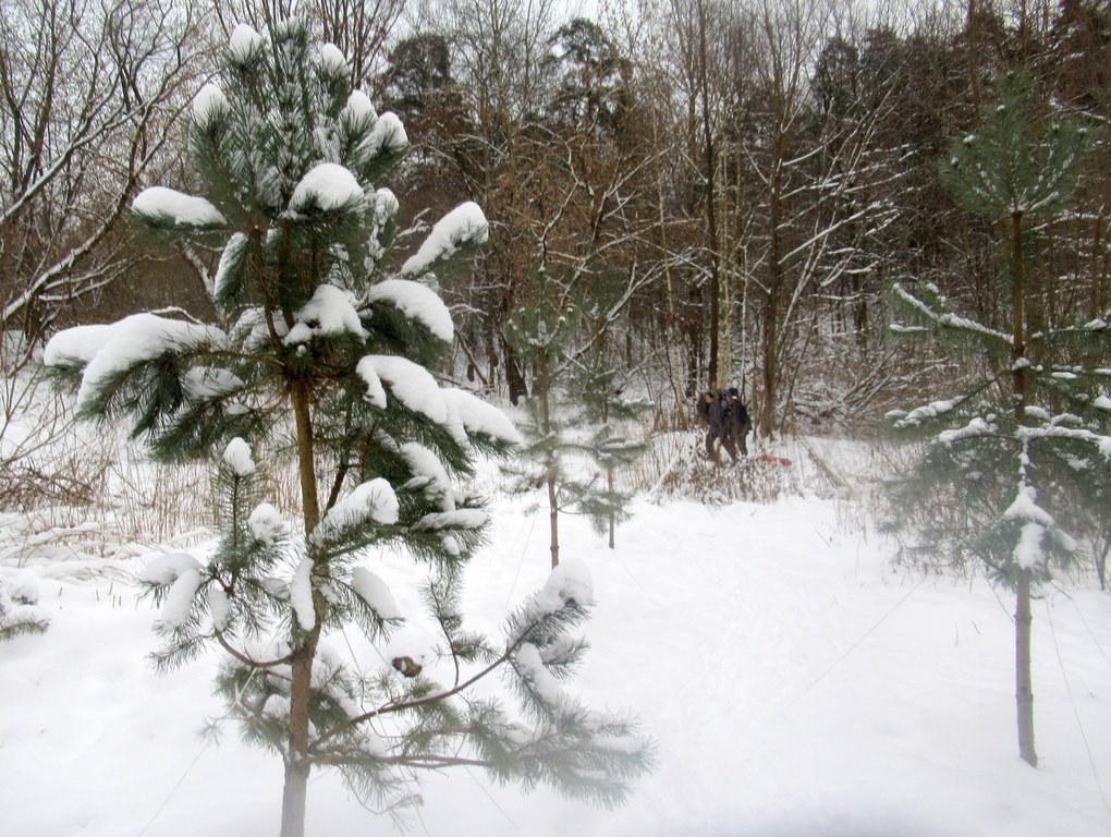 на второй неделе года 2021