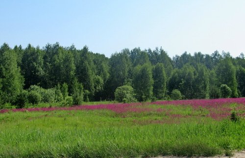 Розовое болото