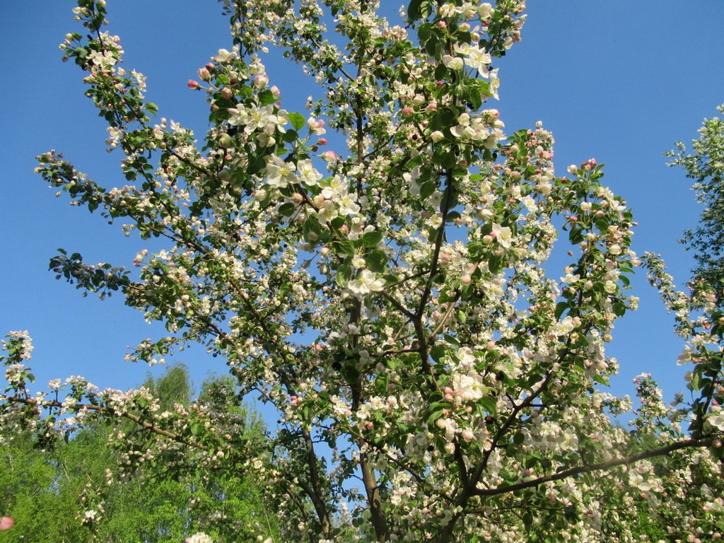 Яблоня лесная царица