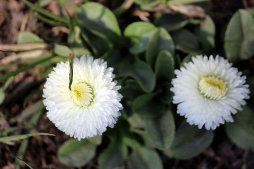 Белые апрельские маргаритки