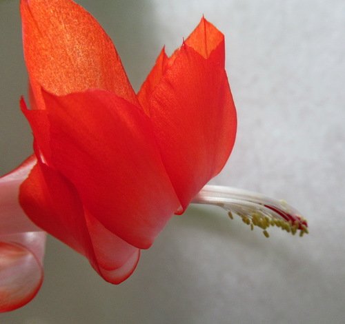 Гордая птица - декабрист, цветущий в марте.
