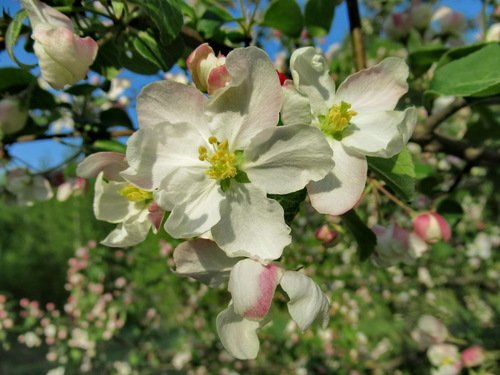 Первые яблоневые цветы этого года
