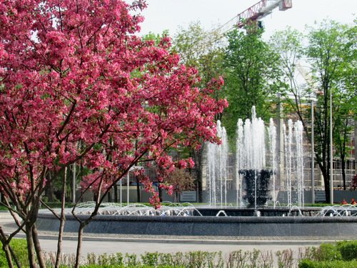 Яблоня в цвету и цвето-музыкальный фонтан
