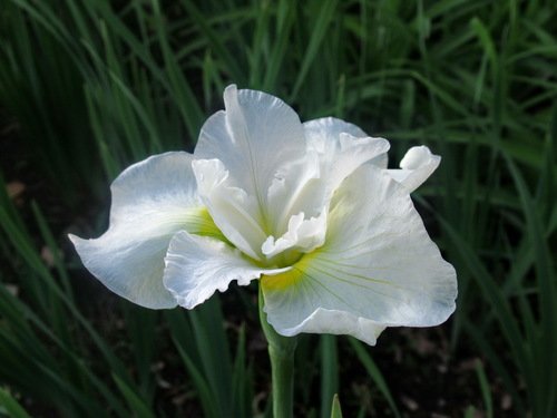 Белый цветок