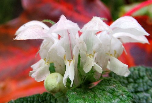 Белый октябрьский цветок