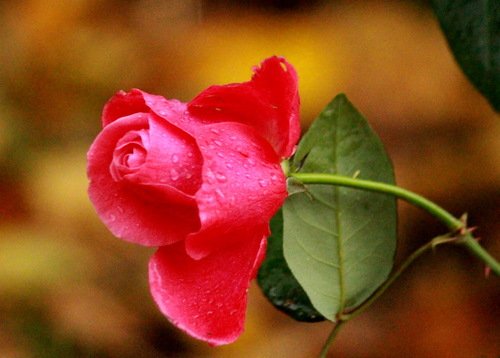 Роза красная октябрьская