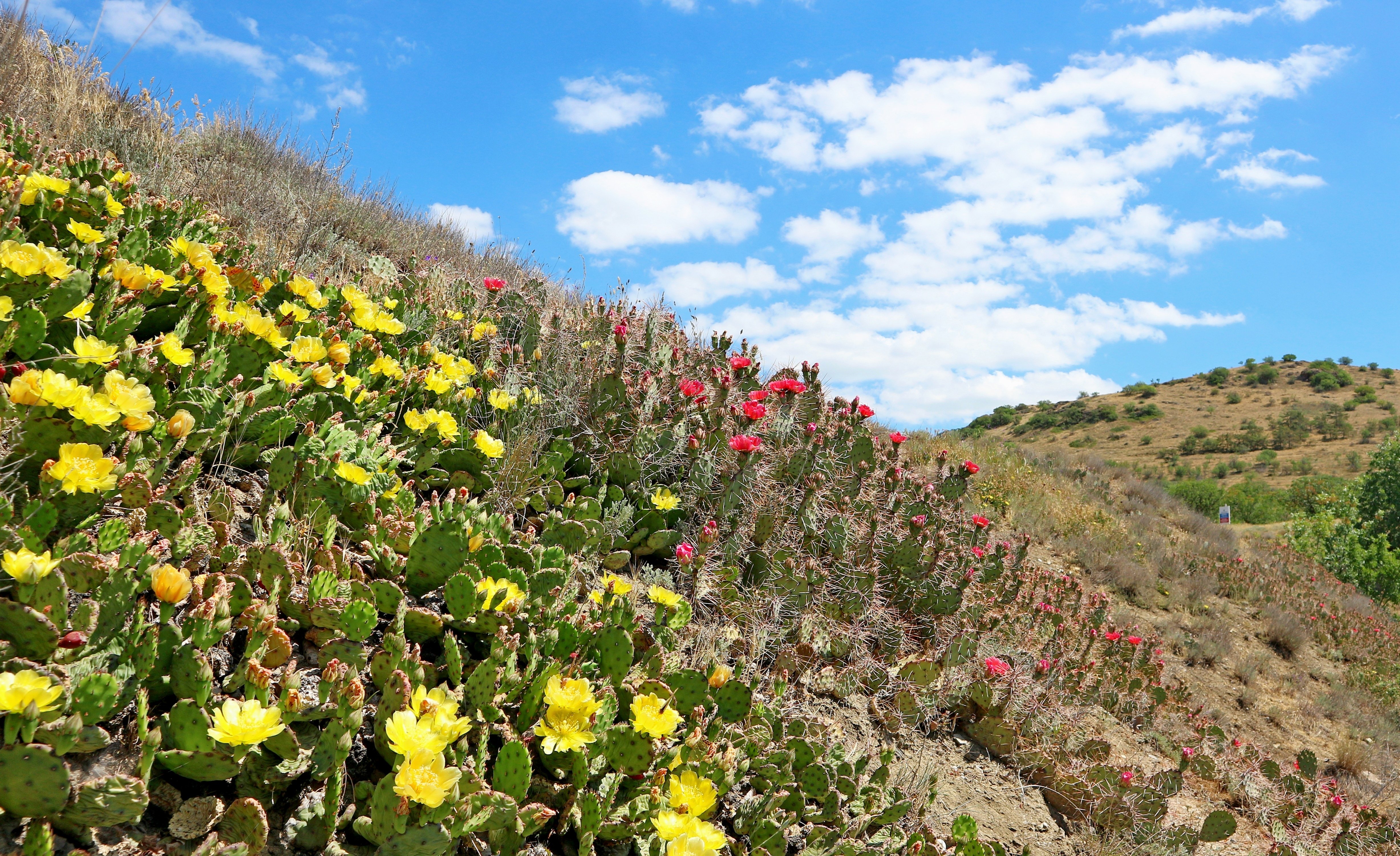 растения скальники крыма. карадаг растения. кипарис ялта. растения южного крыма. флора южного берега крыма.