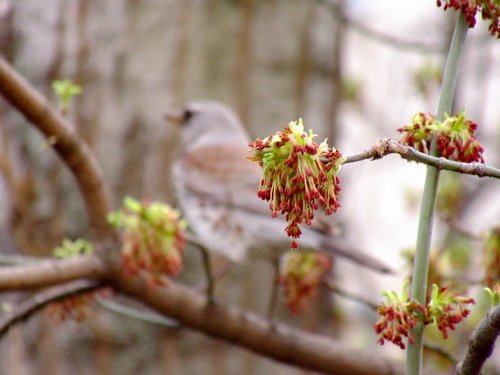 Весенний рябинник