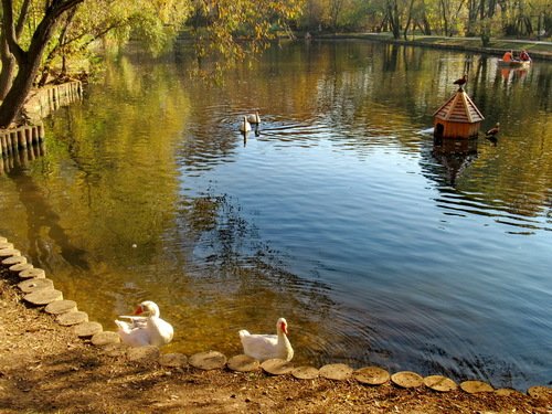 Утки (гуси, люди, лебеди) все парами....