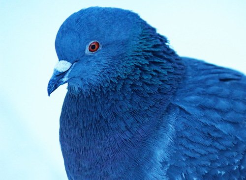 Синяя птица по Метерлинку