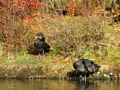 Осенние черные лебеди