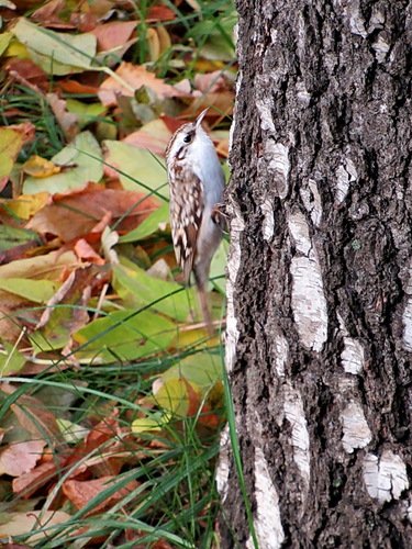 Пищуха (Certhia familiaris)