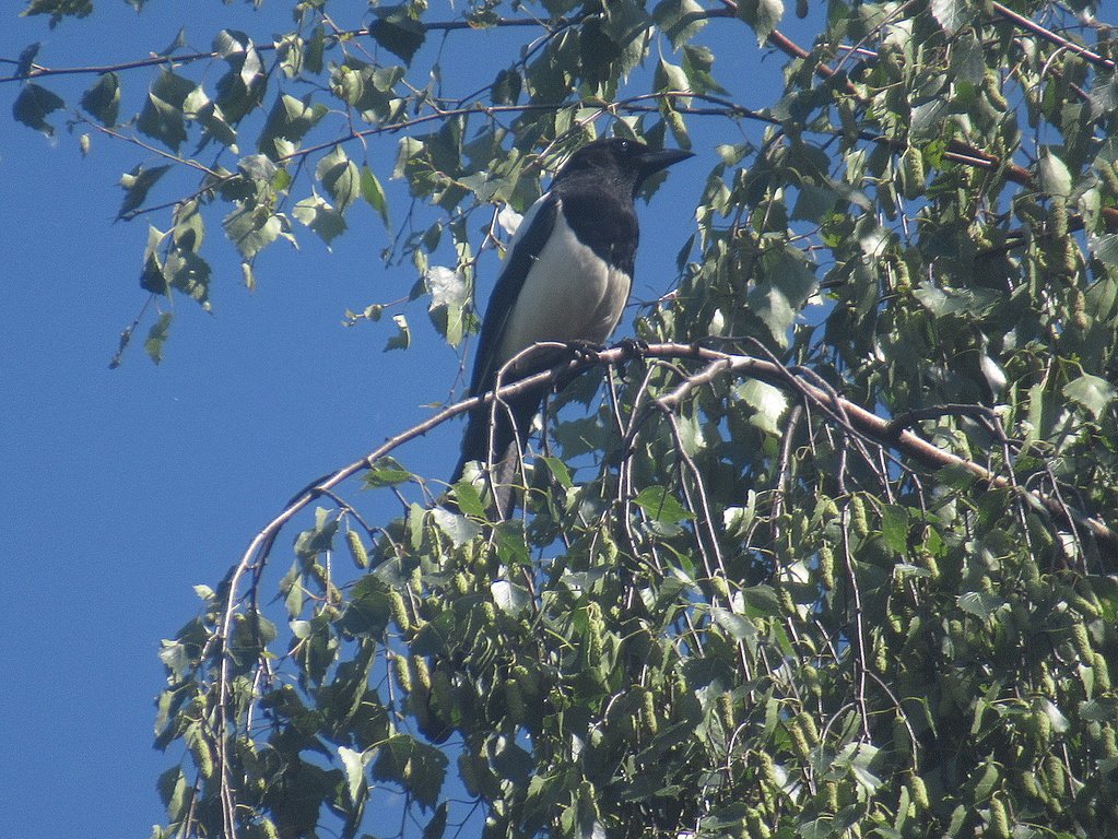 высоко-высоко на березе