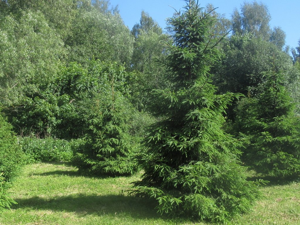 любимый ельничек-питомничек