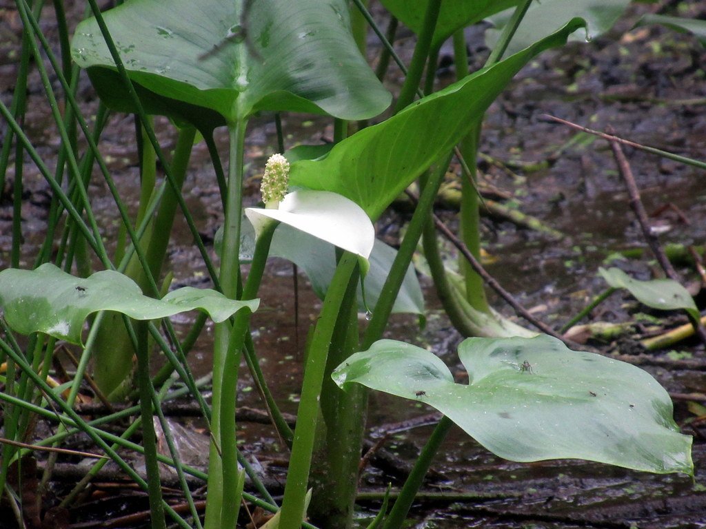Калла... в дикой природе