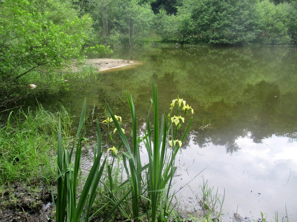 пейзаж с бледно-желтыми ирисами