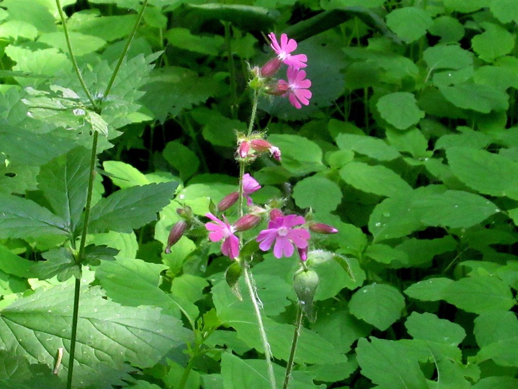 лесные гвоздички - дрёма, смолёвка