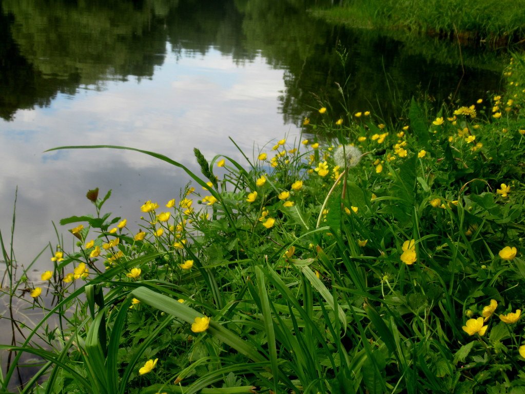 лютики-цветочки на бережочке
